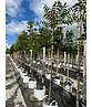 Hickorybaum | Carya aquatica Hickorybaum | Carya aquatica