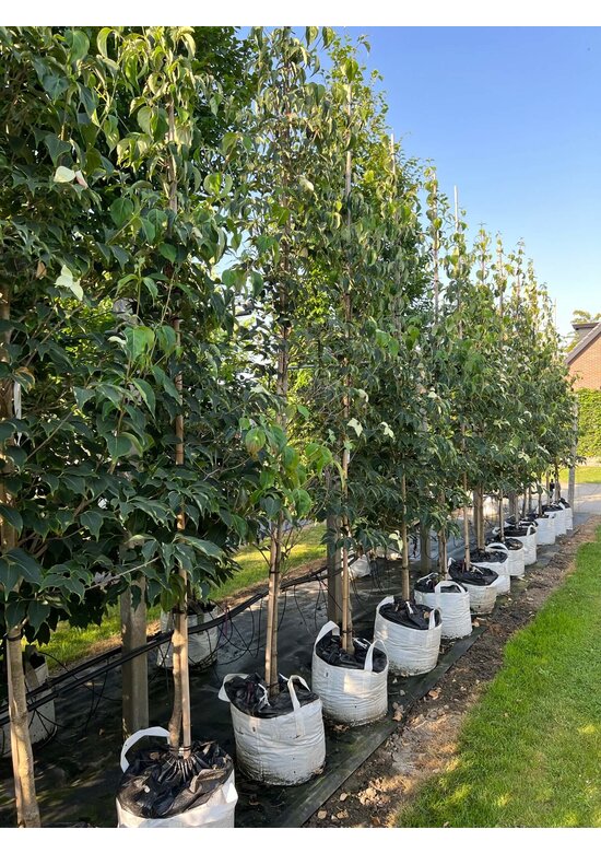 Japanischer Blumen-Hartriegel 'Großblumig Spaet' | Cornus kousa 'Großblumig Spaet'