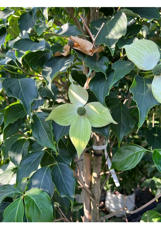 Japanischer Blumen-Hartriegel 'Großblumig Spaet' | Cornus kousa 'Großblumig Spaet'