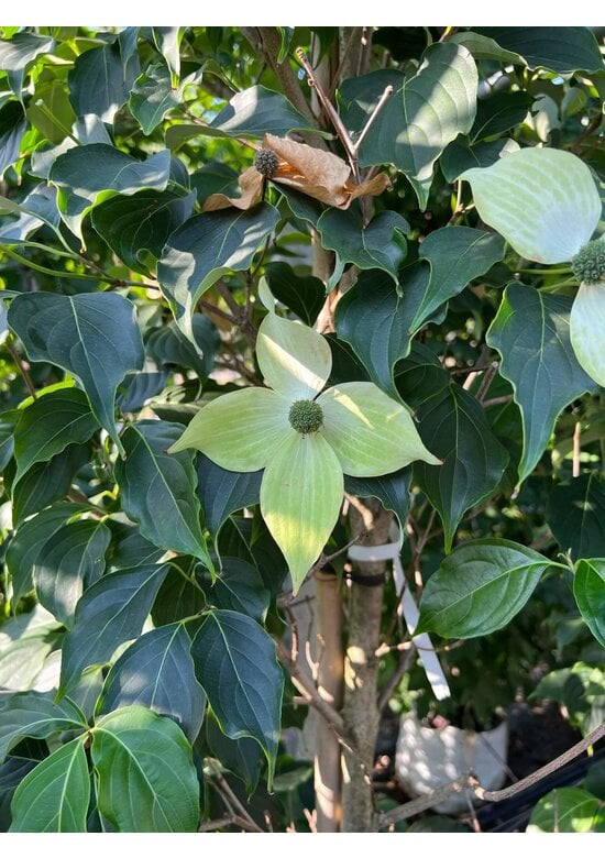 Japanischer Blumen-Hartriegel 'Großblumig Spaet' | Cornus kousa 'Großblumig Spaet'