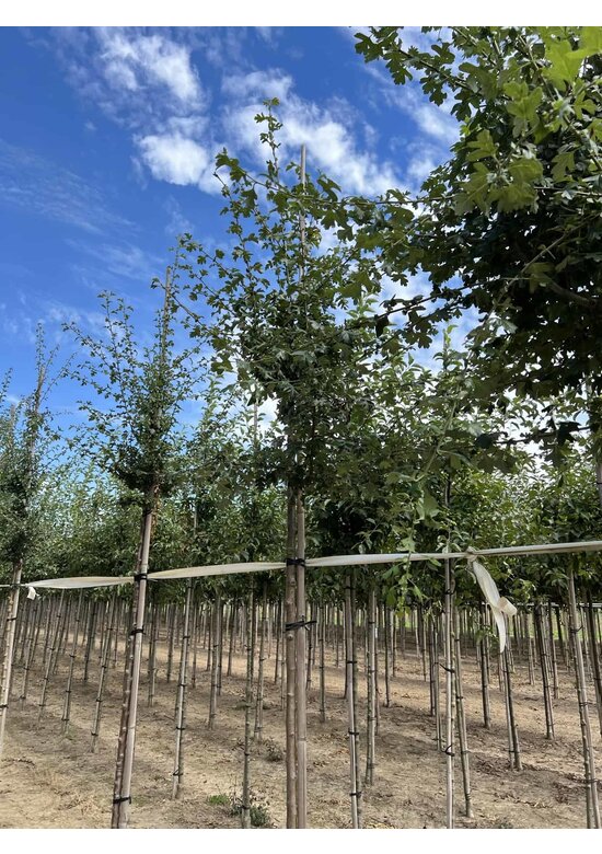 Weißdornbaum | Crataegus monogyna