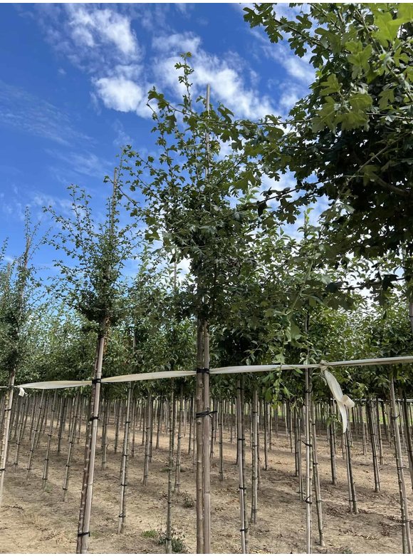 Eingriffeliger Weißdorn | Crataegus monogyna Eingriffeliger Weißdorn | Crataegus monogyna
