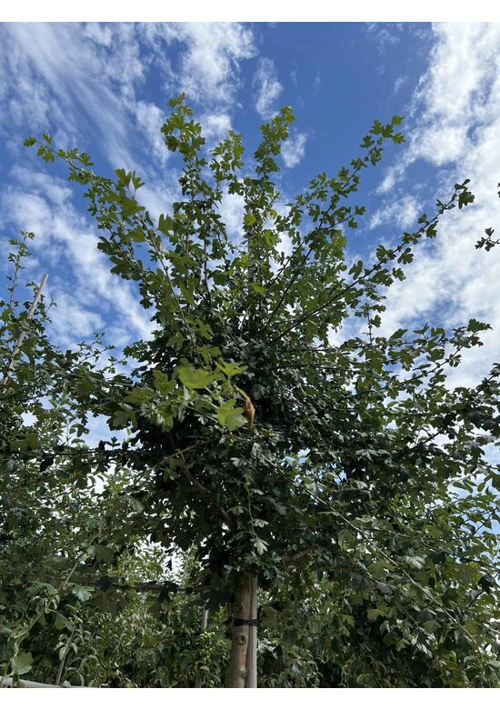 Weißdornbaum | Crataegus monogyna