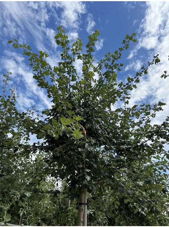 Weißdornbaum | Crataegus monogyna Weißdornbaum | Crataegus monogyna