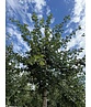 Weißdornbaum | Crataegus monogyna
