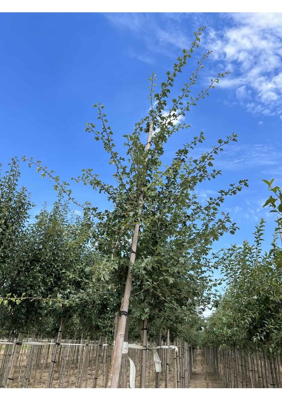 Weißdornbaum | Crataegus monogyna