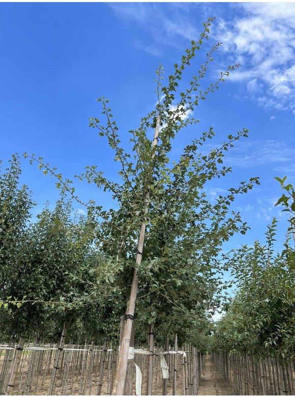 Eingriffeliger Weißdorn | Crataegus monogyna Eingriffeliger Weißdorn | Crataegus monogyna