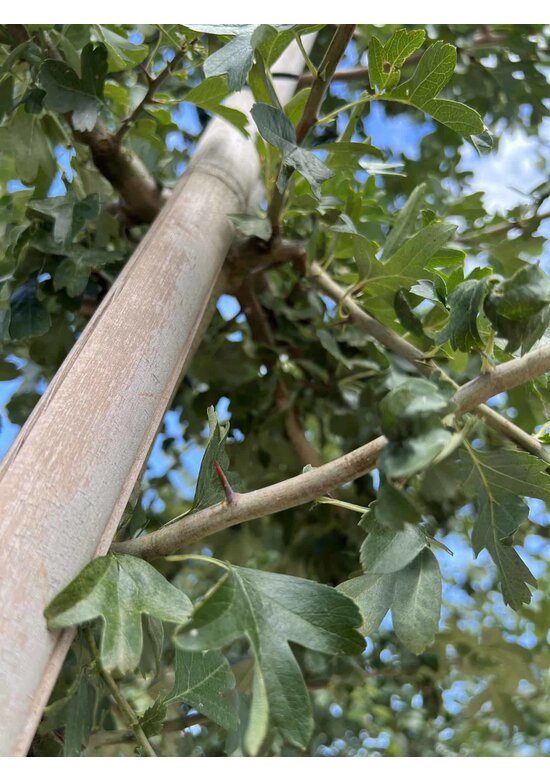 Weißdornbaum | Crataegus monogyna