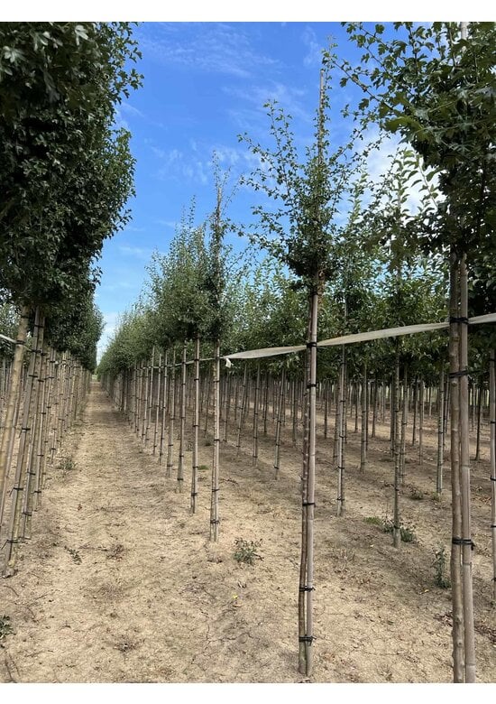 Weißdornbaum | Crataegus monogyna