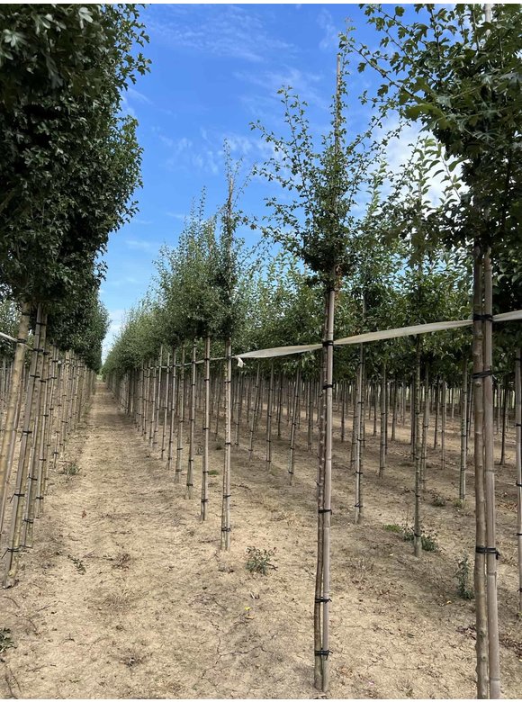 Eingriffeliger Weißdorn | Crataegus monogyna Eingriffeliger Weißdorn | Crataegus monogyna