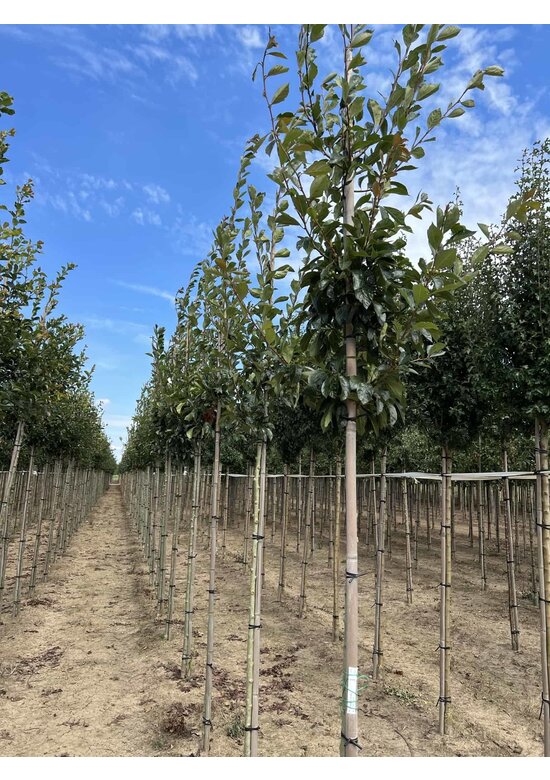 Apfeldorn - Lederblättrigen Weißdorn | Crataegus lavallei 'Carrierei'