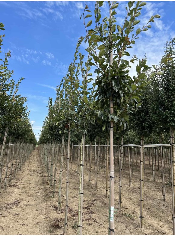 Apfeldorn - Lederblättrigen Weißdorn | Crataegus lavallei 'Carrierei' Apfeldorn - Lederblättrigen Weißdorn | Crataegus lavallei 'Carrierei'