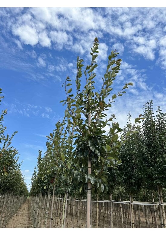 Apfeldorn - Lederblättrigen Weißdorn | Crataegus lavallei 'Carrierei'