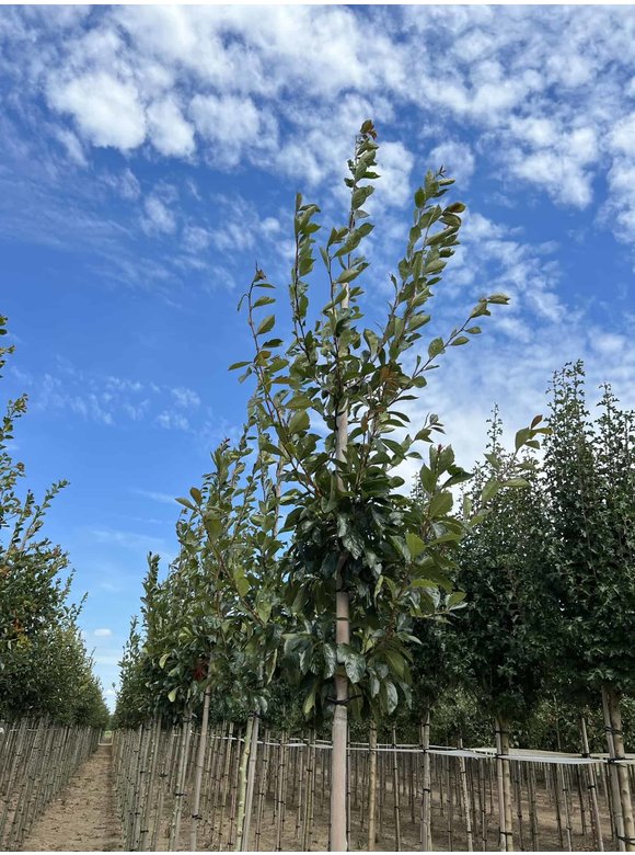 Apfeldorn - Weißdorn 'Carrierei' | Crataegus lavallei 'Carrierei' Apfeldorn - Weißdorn 'Carrierei' | Crataegus lavallei 'Carrierei'