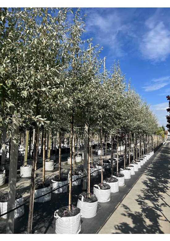 Ölweide baum | Elaeagnus angustifolia 'Quicksilver'