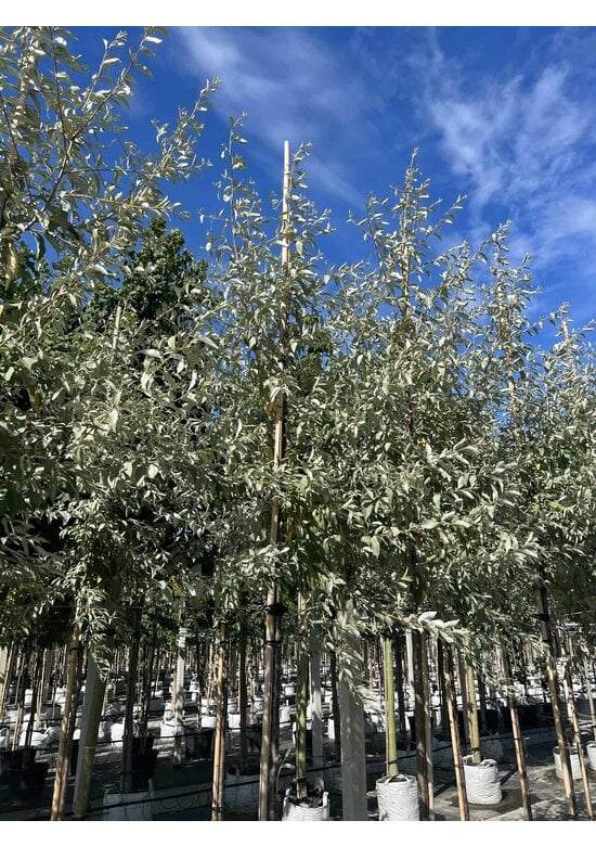 Ölweide baum | Elaeagnus angustifolia 'Quicksilver'