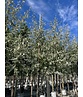 Ölweide baum | Elaeagnus angustifolia 'Quicksilver' Ölweide baum | Elaeagnus angustifolia 'Quicksilver'