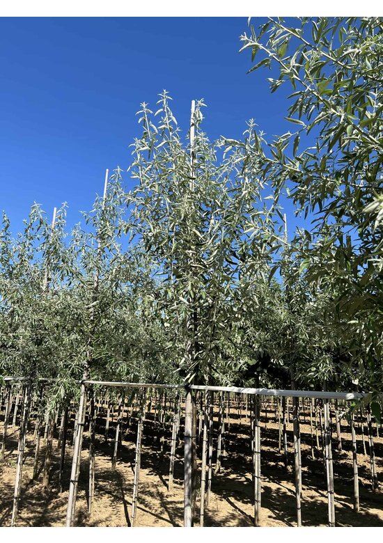 Schmalblättrige Ölweide | Elaeagnus angustifolia