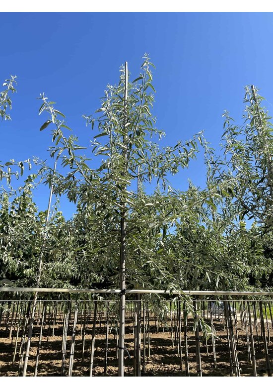 Schmalblättrige Ölweide | Elaeagnus angustifolia