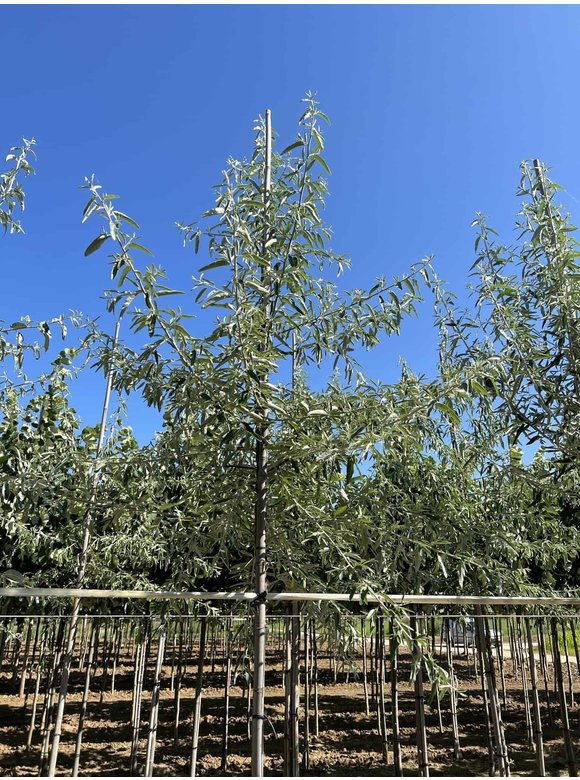 Schmalblättrige Ölweide | Elaeagnus angustifolia Schmalblättrige Ölweide | Elaeagnus angustifolia