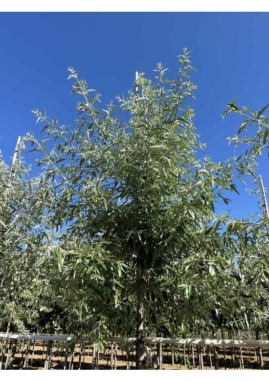 Schmalblättrige Ölweide | Elaeagnus angustifolia