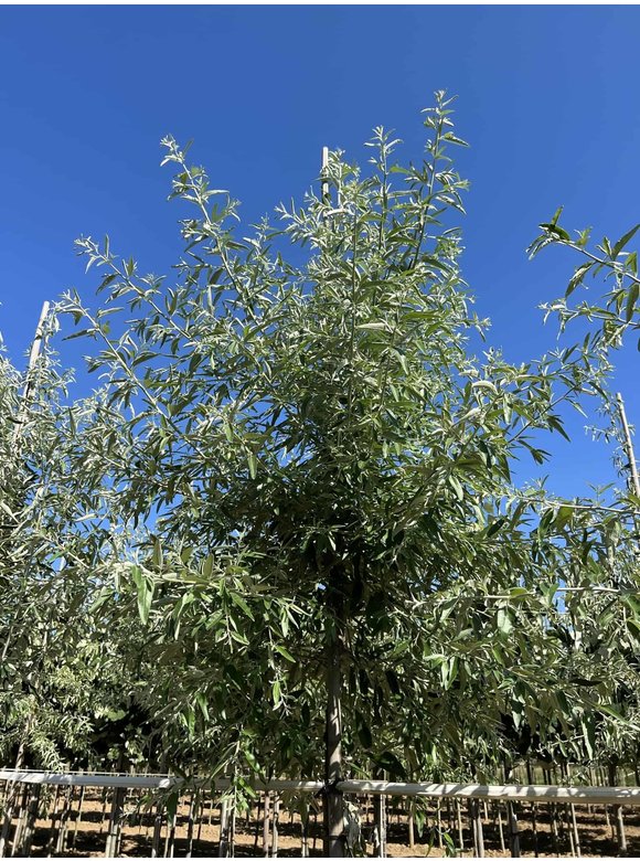 Schmalblättrige Ölweide | Elaeagnus angustifolia Schmalblättrige Ölweide | Elaeagnus angustifolia