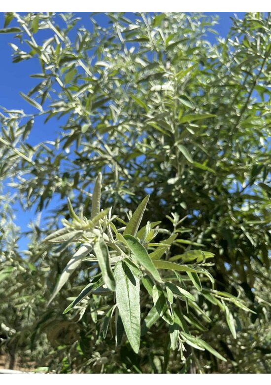 Schmalblättrige Ölweide | Elaeagnus angustifolia