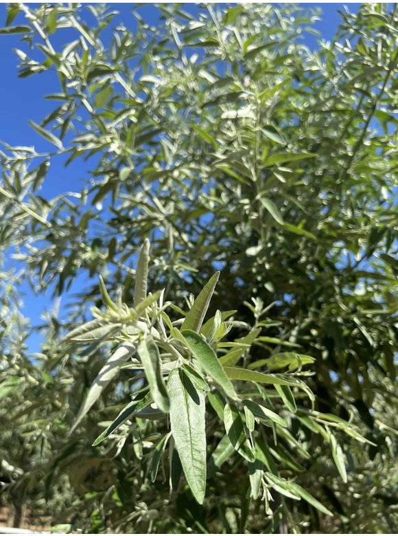 Schmalblättrige Ölweide | Elaeagnus angustifolia Schmalblättrige Ölweide | Elaeagnus angustifolia