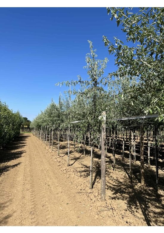 Schmalblättrige Ölweide | Elaeagnus angustifolia