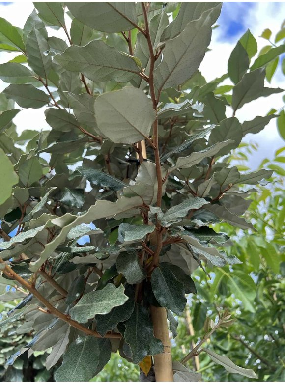 Ölweide hochstamm | Elaeagnus ebbingei 'Compacta' Ölweide hochstamm | Elaeagnus ebbingei 'Compacta'