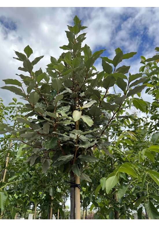 Ölweide Hochstamm | Elaeagnus ebbingei 'Compacta'