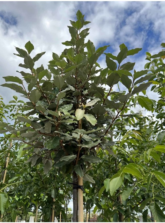 Ölweide hochstamm | Elaeagnus ebbingei 'Compacta' Ölweide hochstamm | Elaeagnus ebbingei 'Compacta'