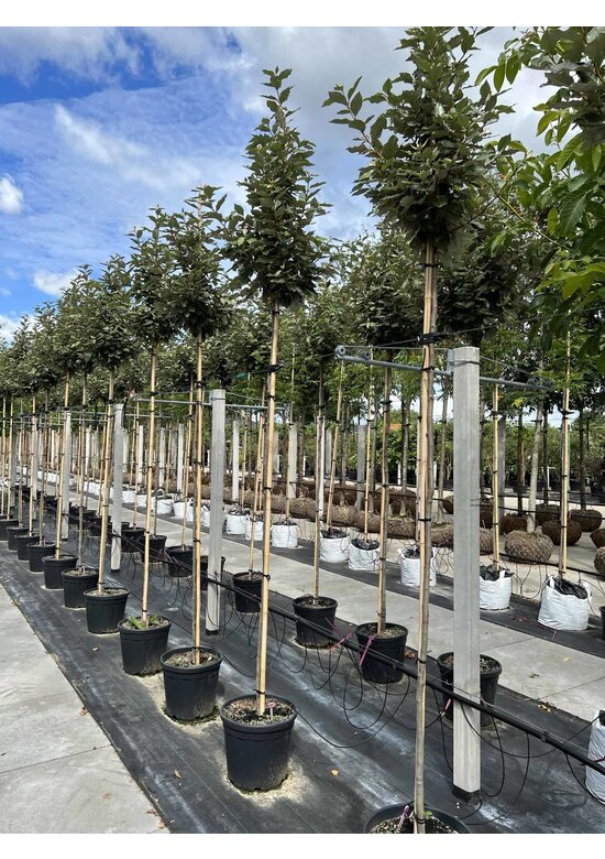 Wintergrüne Ölweide | Elaeagnus ebbingei 'Compacta'