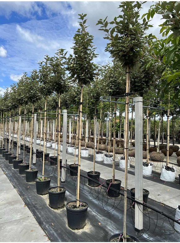 Ölweide hochstamm | Elaeagnus ebbingei 'Compacta' Ölweide hochstamm | Elaeagnus ebbingei 'Compacta'