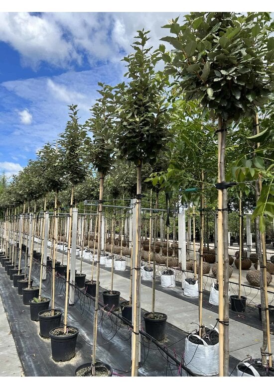 Wintergrüne Ölweide | Elaeagnus ebbingei 'Compacta'