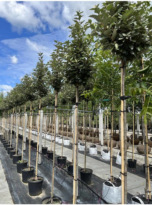 Ölweide hochstamm | Elaeagnus ebbingei 'Compacta' Ölweide hochstamm | Elaeagnus ebbingei 'Compacta'