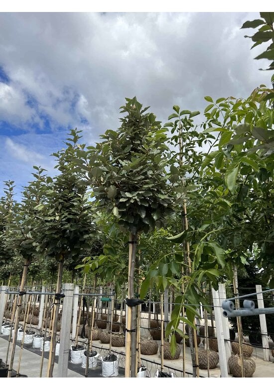 Ölweide Hochstamm | Elaeagnus ebbingei 'Compacta'