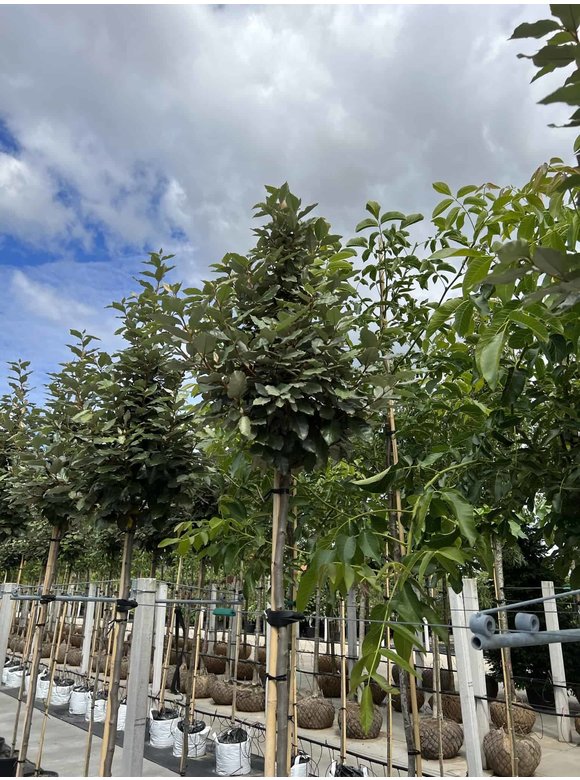 Ölweide hochstamm | Elaeagnus ebbingei 'Compacta' Ölweide hochstamm | Elaeagnus ebbingei 'Compacta'
