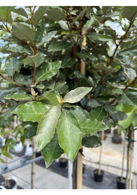 Ölweide Hochstamm | Elaeagnus ebbingei 'Compacta'