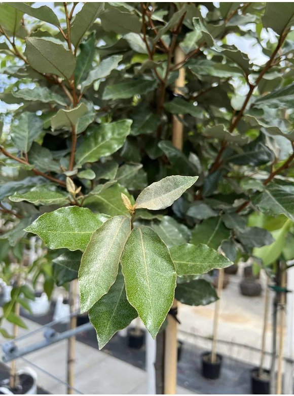 Ölweide hochstamm | Elaeagnus ebbingei 'Compacta' Ölweide hochstamm | Elaeagnus ebbingei 'Compacta'