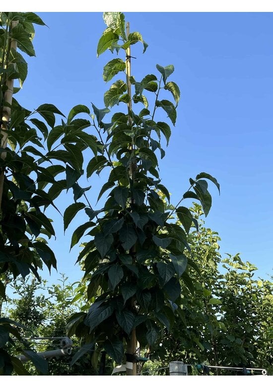 Guttaperchabaum - Gummiulme | Eucommia ulmoides