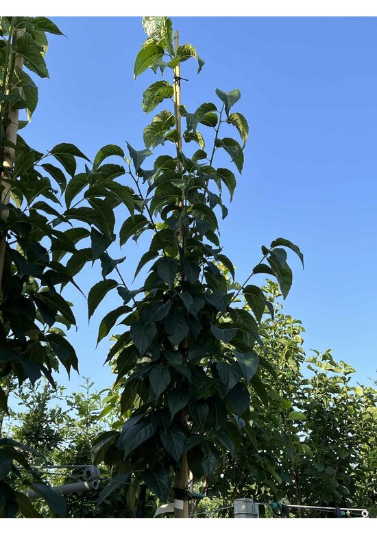 Guttaperchabaum - Gummiulme | Eucommia ulmoides