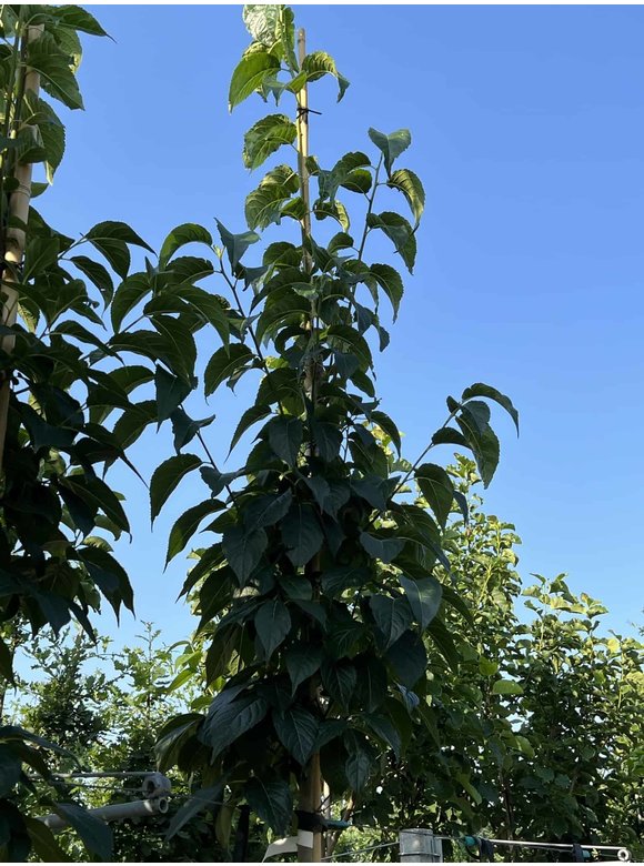Guttaperchabaum - Gummiulme | Eucommia ulmoides Guttaperchabaum - Gummiulme | Eucommia ulmoides