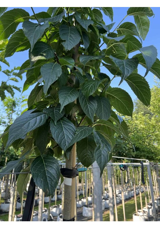 Guttaperchabaum - Gummiulme | Eucommia ulmoides