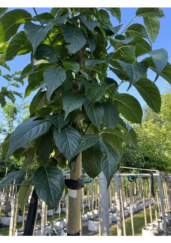 Guttaperchabaum - Gummiulme | Eucommia ulmoides