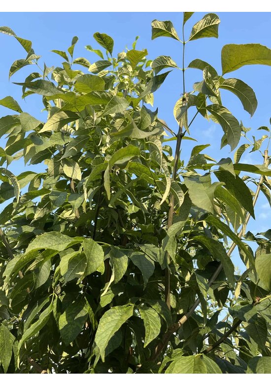 Weiß-Esche 'Autumn Applause' | Fraxinus americana 'Autumn Applause'