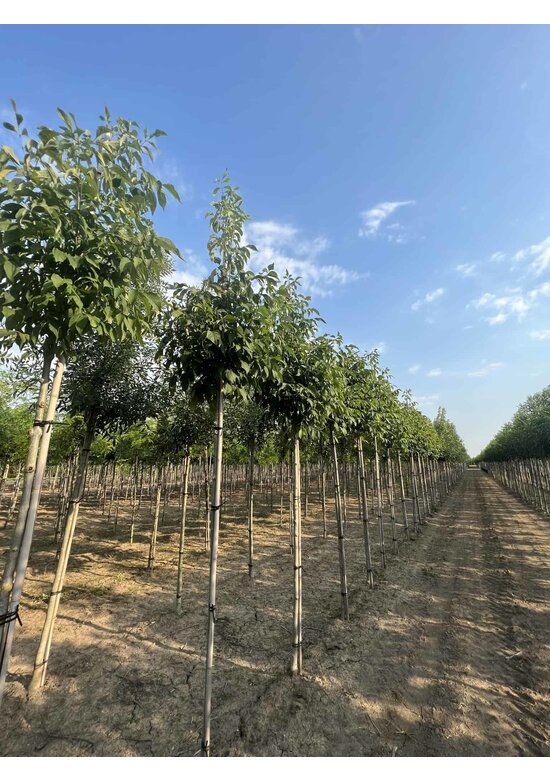 Weiß-Esche 'Autumn Applause' | Fraxinus americana 'Autumn Applause'