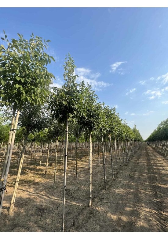 Weiß-Esche 'Autumn Applause' | Fraxinus americana 'Autumn Applause'