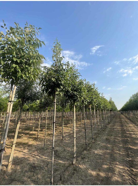 Weiß-Esche 'Autumn Applause' | Fraxinus americana 'Autumn Applause' Weiß-Esche 'Autumn Applause' | Fraxinus americana 'Autumn Applause'