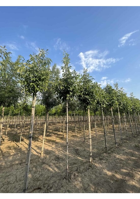 Weiß-Esche 'Autumn Applause' | Fraxinus americana 'Autumn Applause'